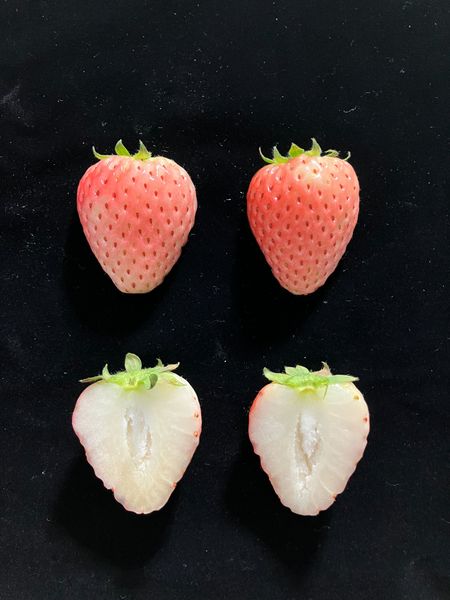 いちご 製品詳細